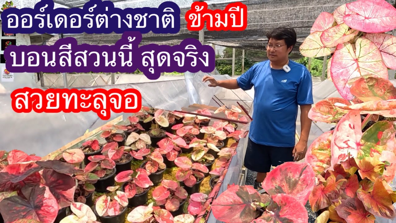 บอนสีออร์เด้อร์ส่งออกข้ามปีขายดีสุดๆ สวนสมฤทัย อ ไทรน้อย จ นนทบุรี