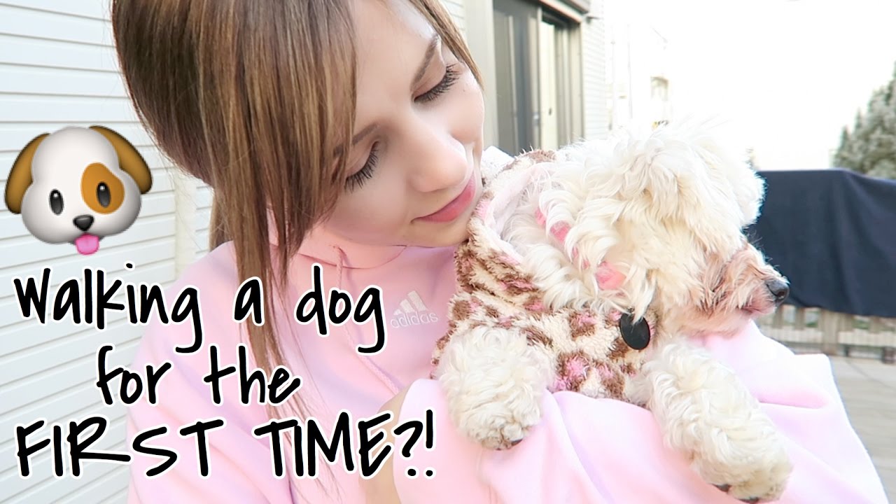 Volunteering at an Animal Shelter in Japan