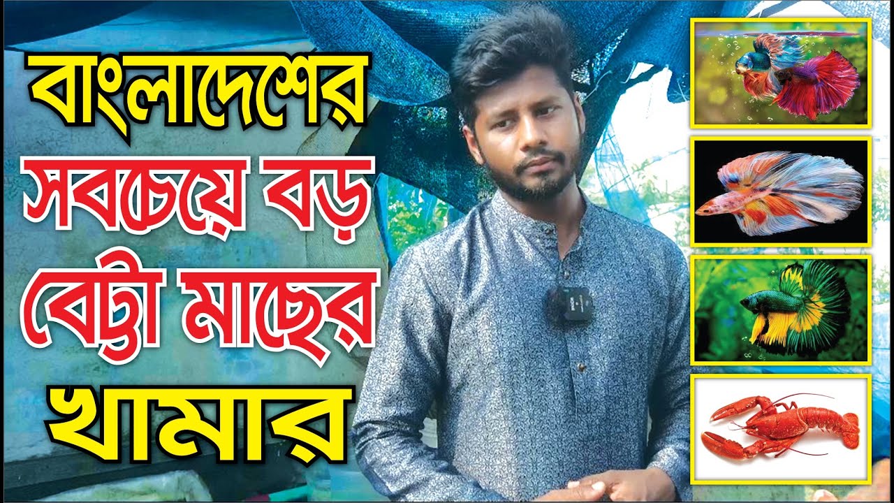 বাংলাদেশের সবচেয়ে বড় বেট্টা মাছের খামার | Just Betta BD | Aminul Ahsan Rubayat | Channel Krishi
