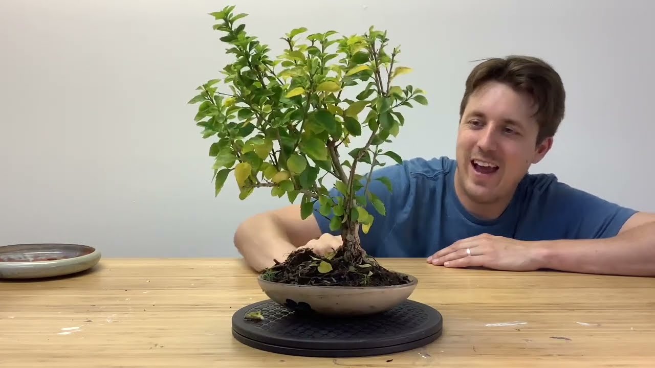 Beginner Hibiscus bonsai re-potting and pruning
