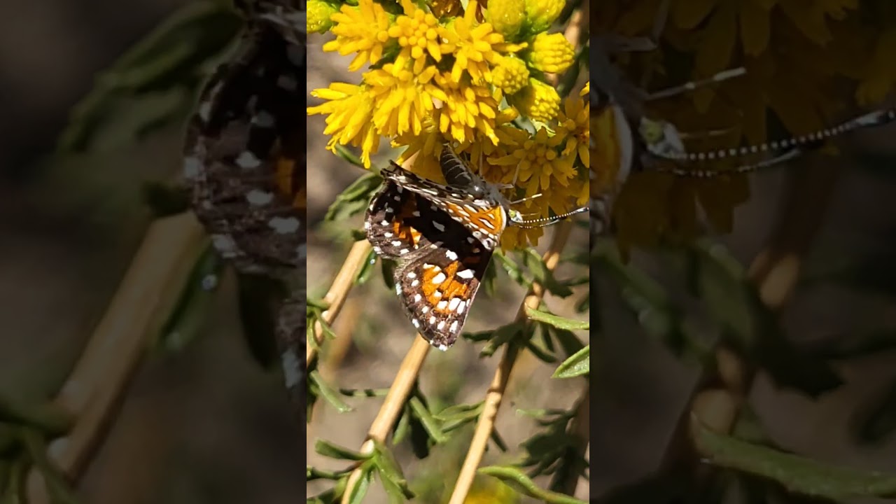 Metalmark butterfly