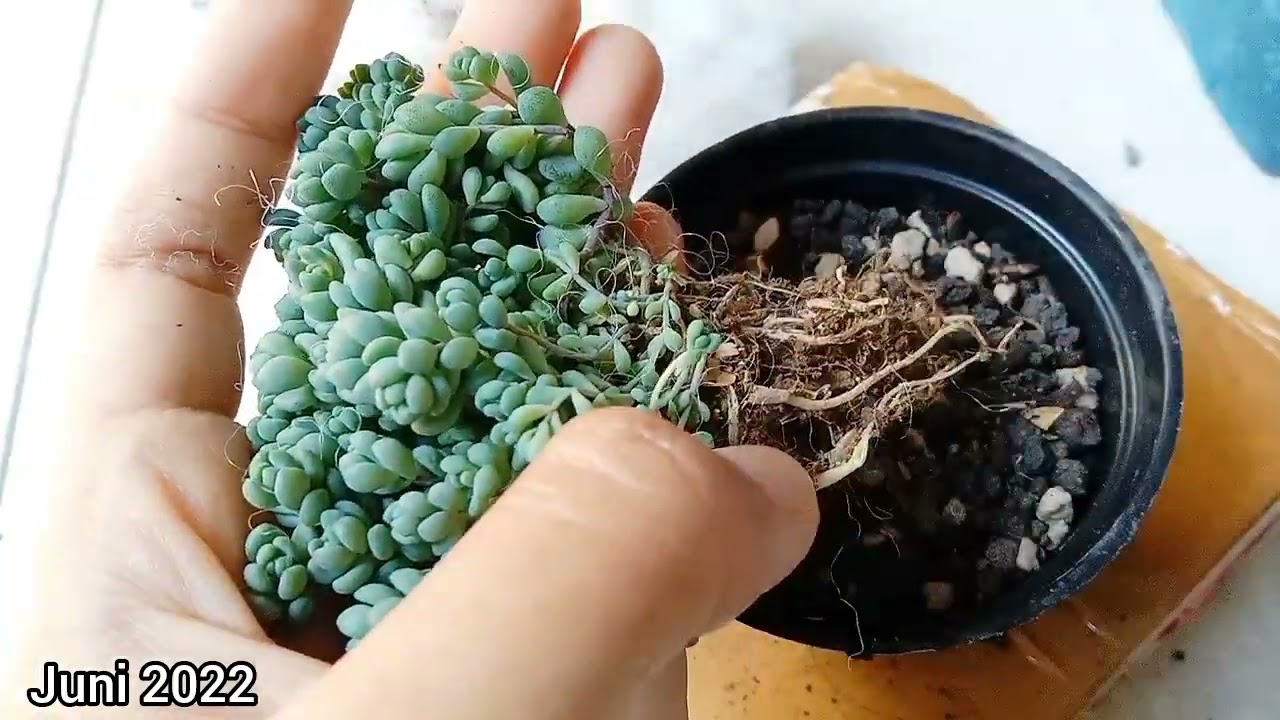 Unboxing Sedum Lilac Mound dan Dashipyllum Major