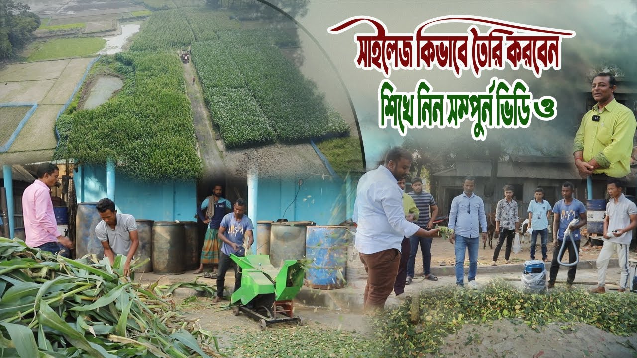 সাইলেজ কিভাবে তৈরি করবেন শিখে নিন সম্পূর্ন ভিডিও । khudro khamari