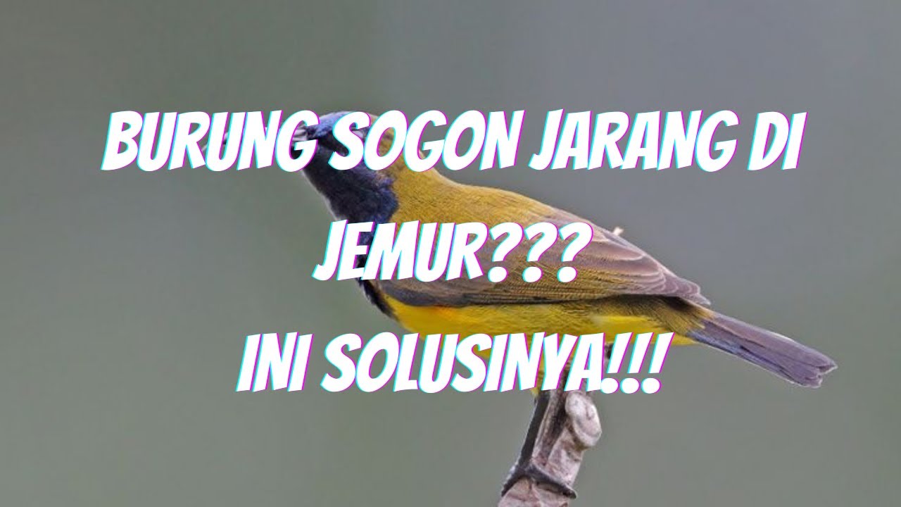 SOLUSI BURUNG SOGON JARANG JEMUR AGAR TETAP GACOR!!!