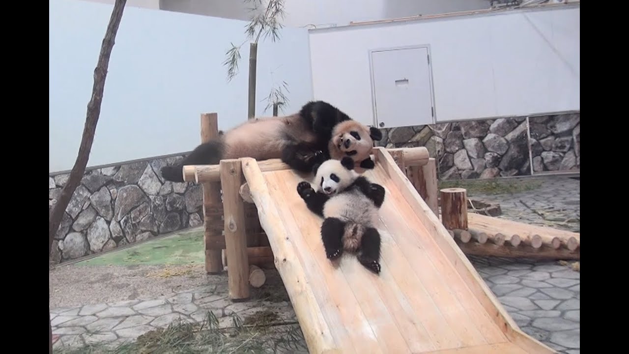 【お昼寝のジャマｗ】それでもママと遊びたいっ！【パンダの親子】Giant panda -Ouhin&Touhin&Rauhin- ☆Slide！