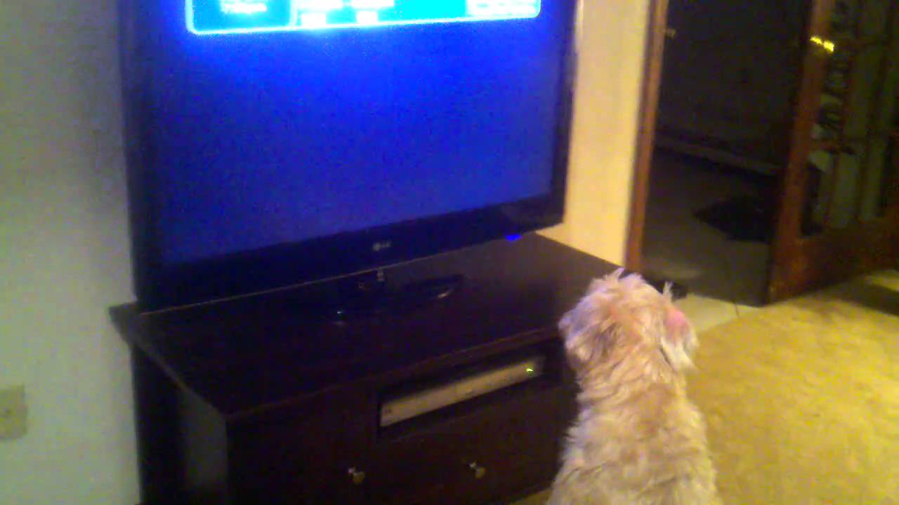 TV obsessed dog