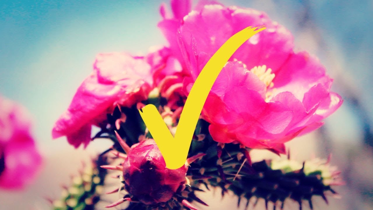 IT IS DONE & ON IT'S WAY | Abraham-hicks & Wayne Dyer