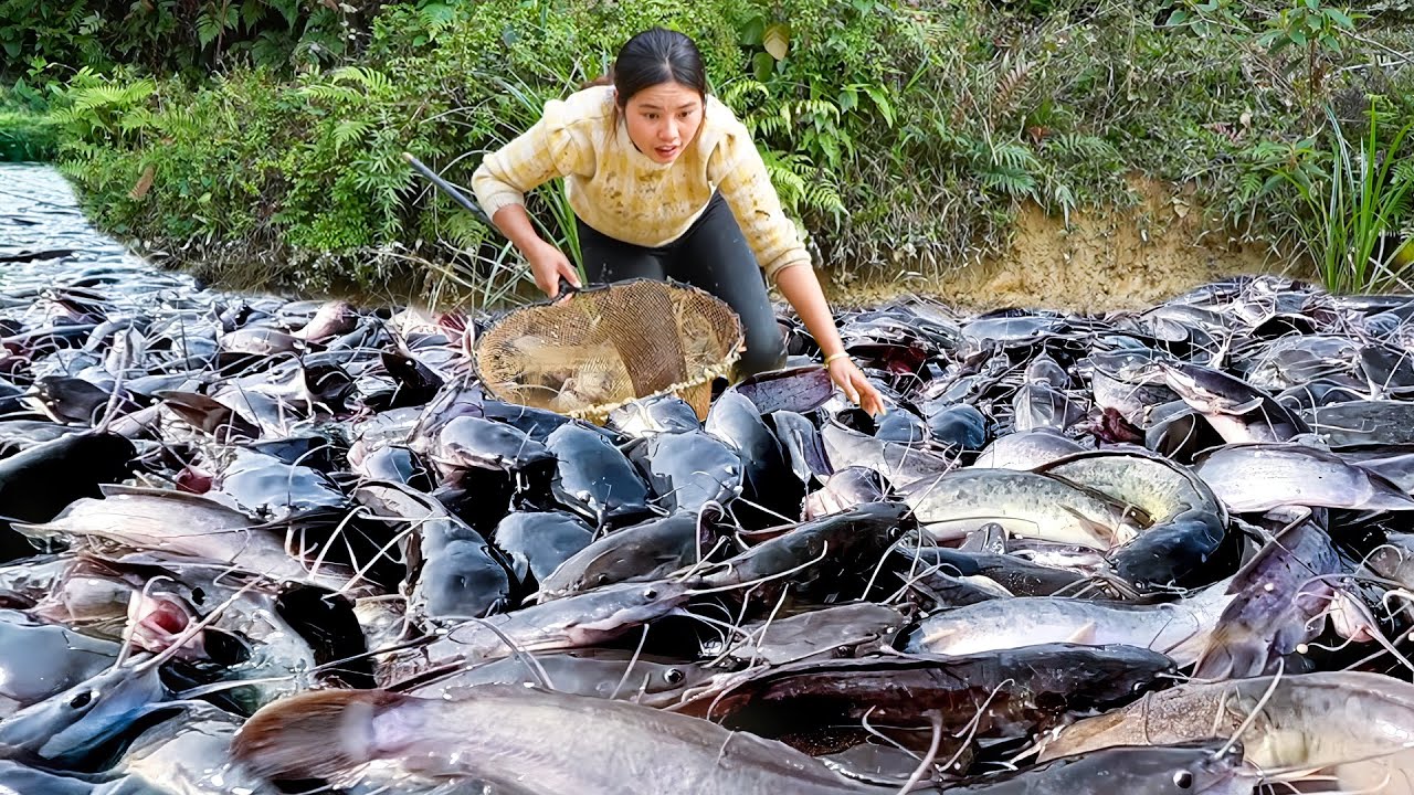 Catching a Giant Freshwater Pomfret & Catfish by Hand to Make Delicious Smoked Fish for my Children