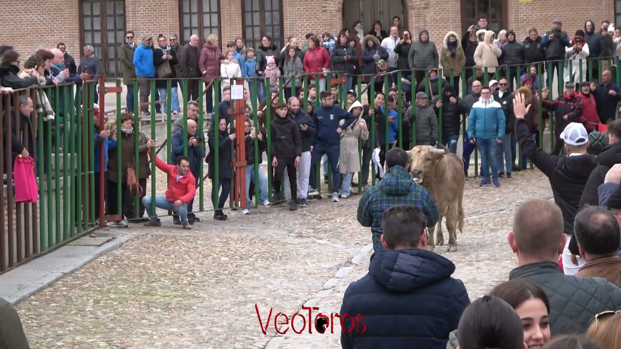 Cogida en  Madrigal 2025