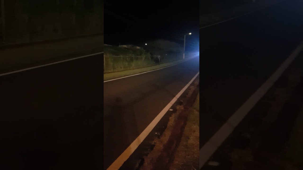 El negro andadura guayama traqueos