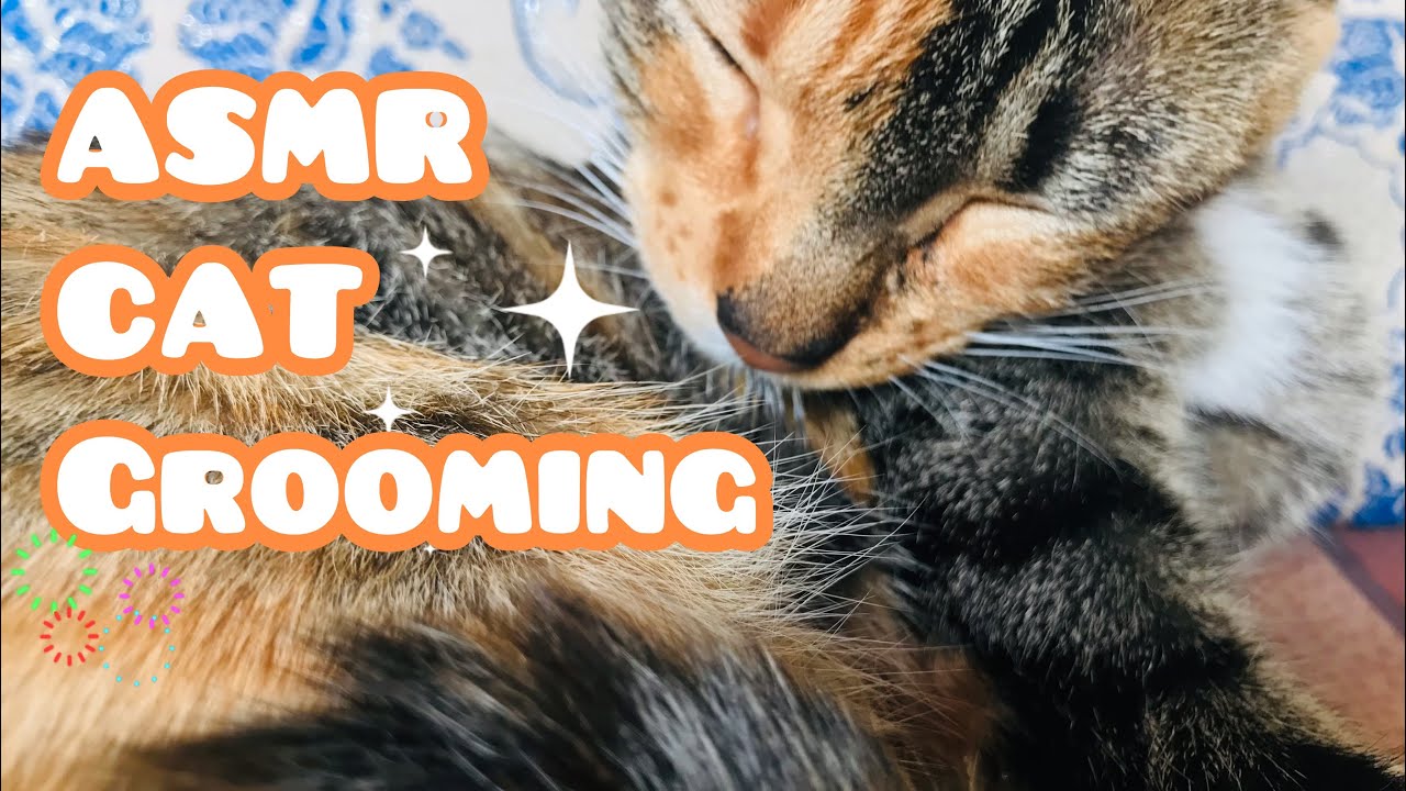 Foxy Cat ASMR: Close-Up Grooming Session #1 #viral