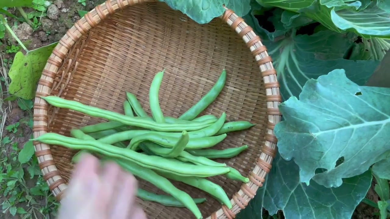 Xà lách Nhật có gì khác biệt🤔, bông cải  xanh 🥦 đang ra đẹp mê ly 😍