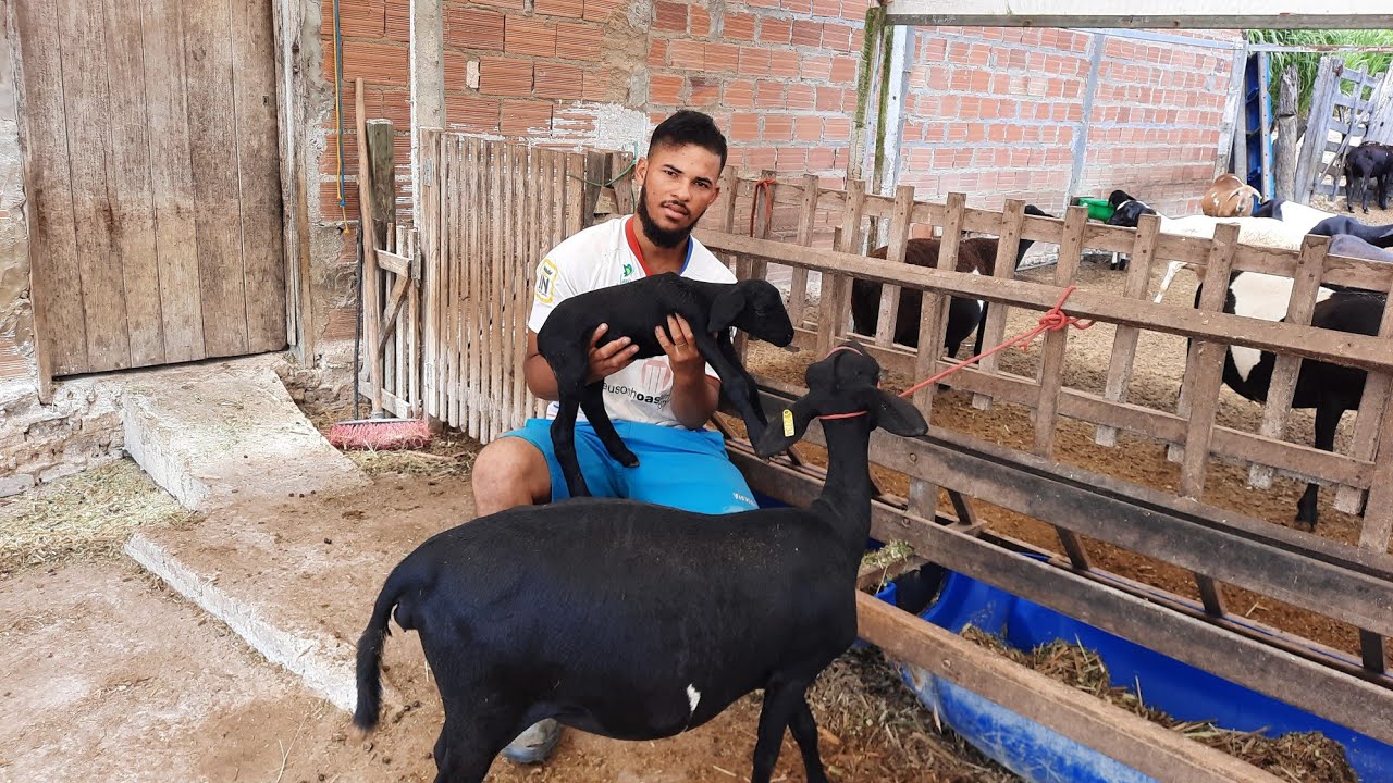 Borrego Santa In&ecirc;s j&aacute; s&atilde;o 9