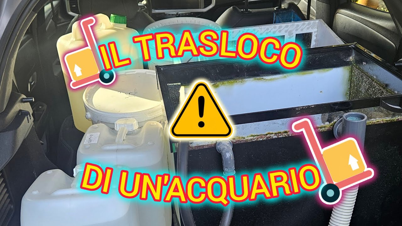 💪 SPOSTARE UN'ACQUARIO MARINO 😵‍💫