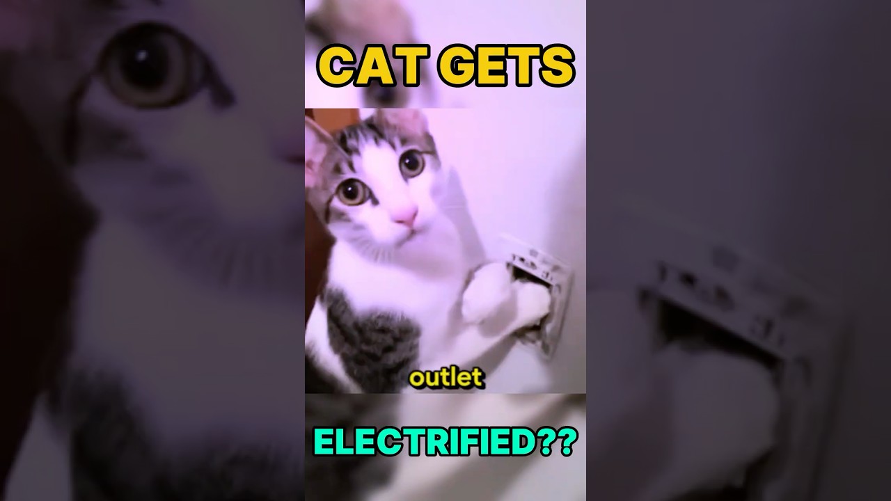 Cat Gets ELECTROCUTED 😱⚡🔌