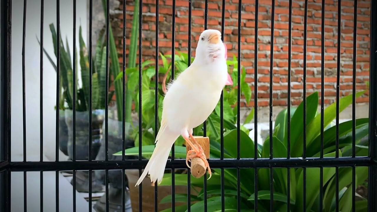 Belgian Canary Song! The Fastest Way To Make Your Canary Sing