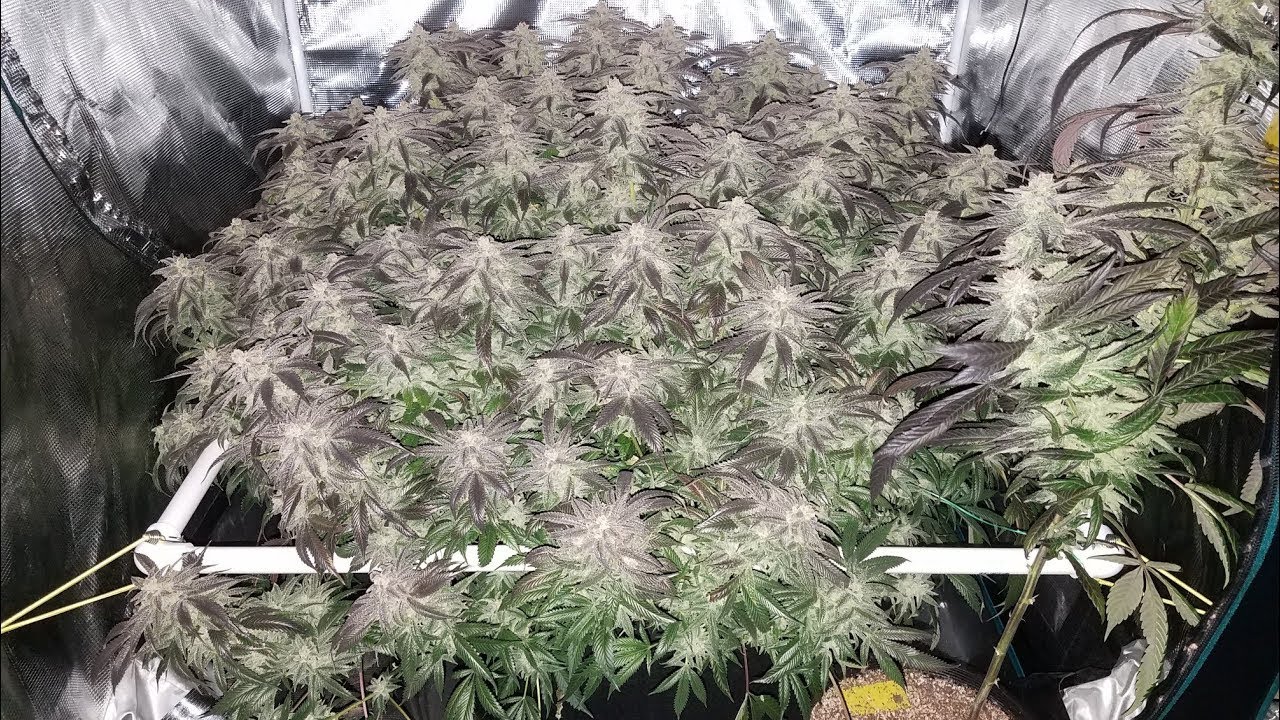 Grow 4: Week 10 Flower Pre-Harvest, Milk n Cookies Huge Plant Grow, HLG 260 3x3
