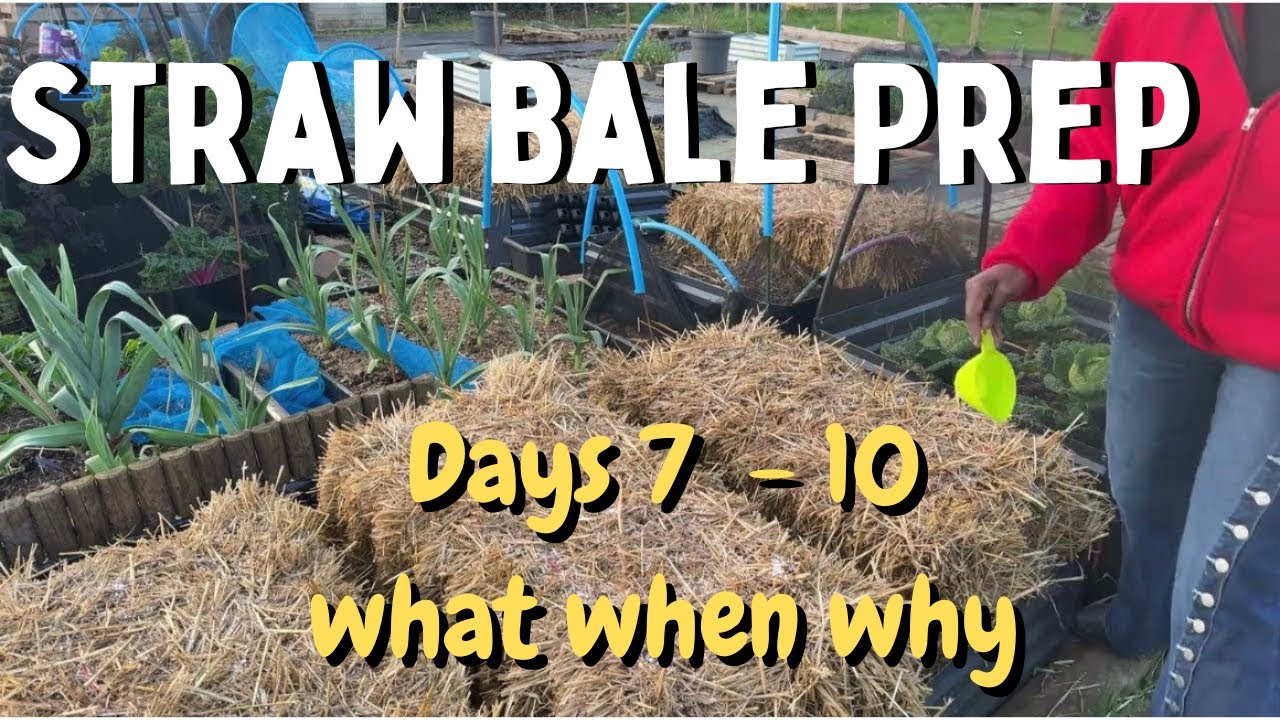 Straw Bale Conditioning Before Planting- Days 7 - 10 - What, When and How 