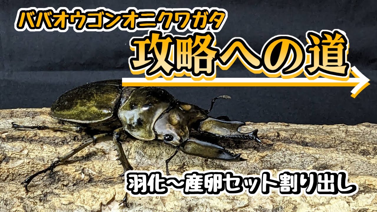 成功率アップ！？ババオウゴンオニクワガタの羽化～産卵セット割り出しまで説明してみた【亜雄晴のクワカブ飼育記】