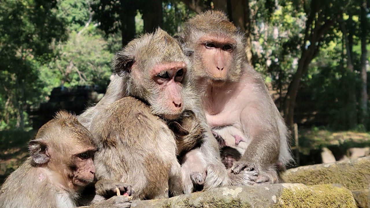 Time to relax of sweet family of Monkeys Jade in the morning!🐒🥭