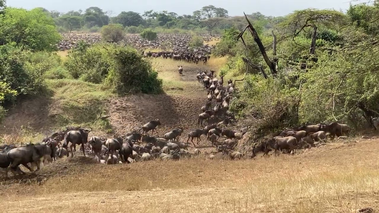 Wildebeest Migration Serengeti Western Corridor