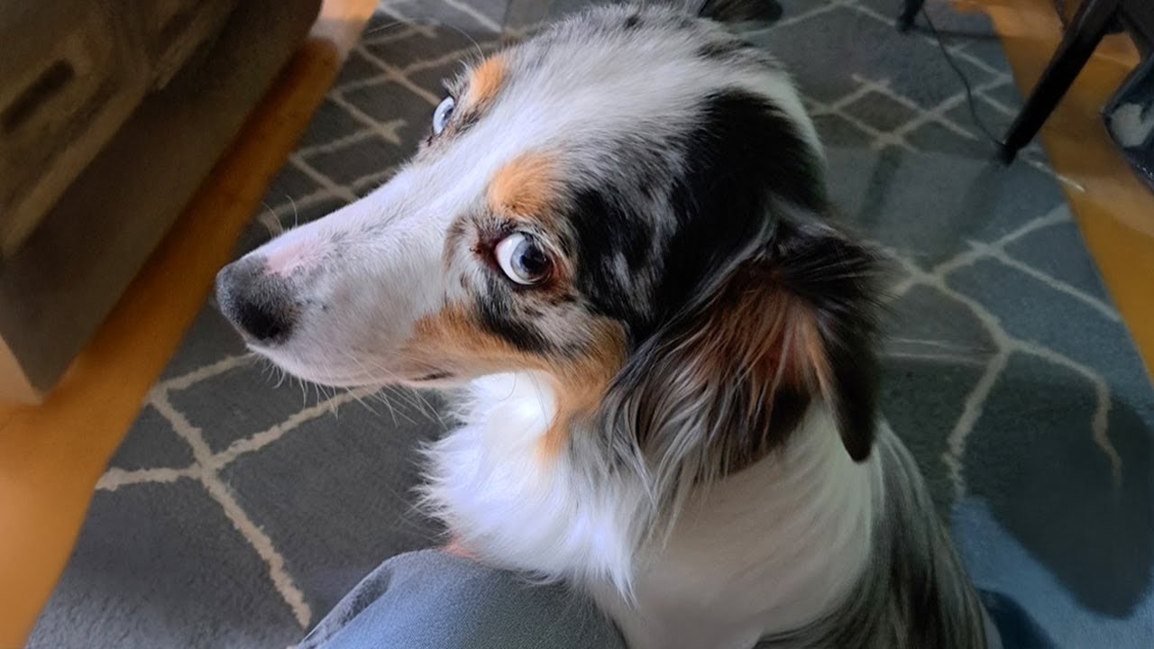 Aussie doing Aussie thing 😂 New Funniest DOGS Videos