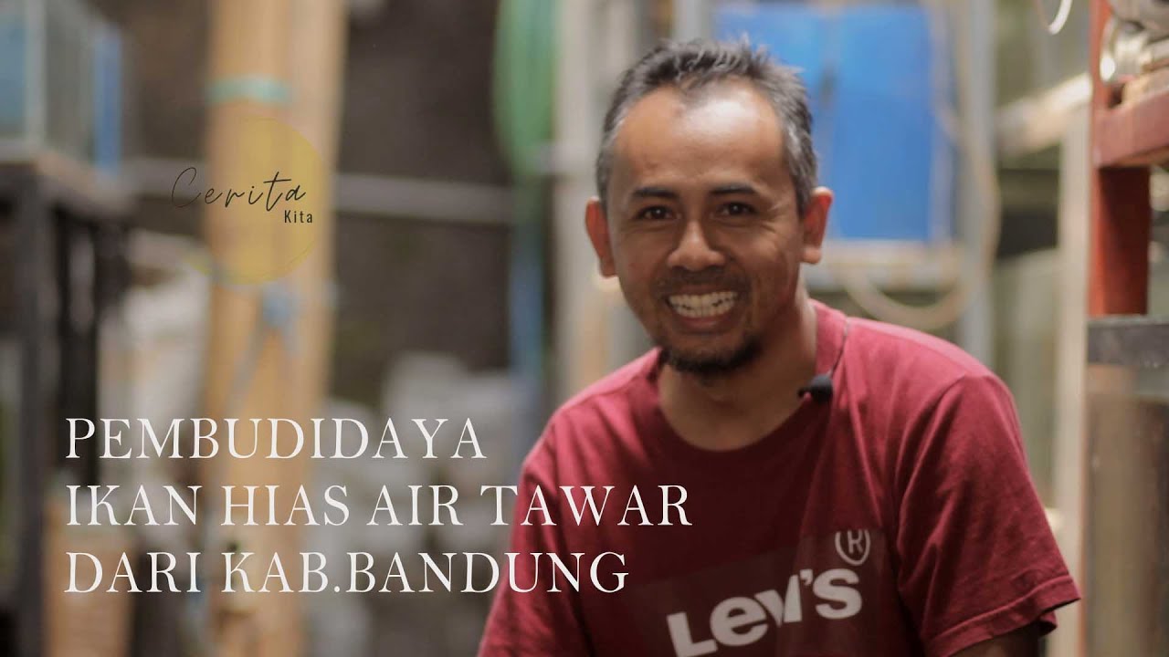 PEMBUDIDAYA  IKAN HIAS AIR TAWAR DARI KAB. BANDUNG #ikanhias #ikan#hobby #ceritakita