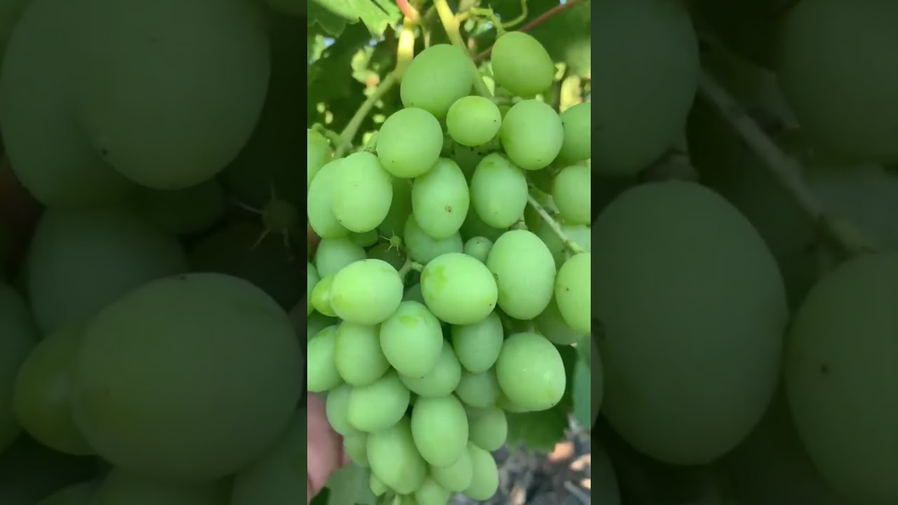 Table Grapes: How to Avoid Losing Your Crop During Bunch Closure