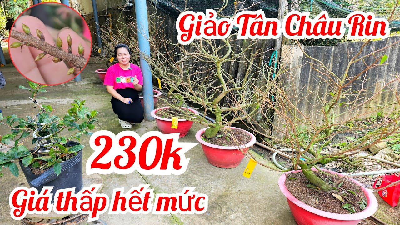 Trúc Yên 📲 0972279458 mai giảo Tân Châu chơi Tết giá rẻ 1/2 (@MaivàngQuêdừa)