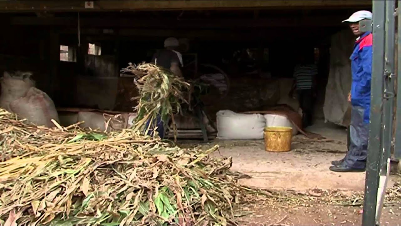 SILAGE MAKING by MWALIMU LAWRENCE NJUGUNA