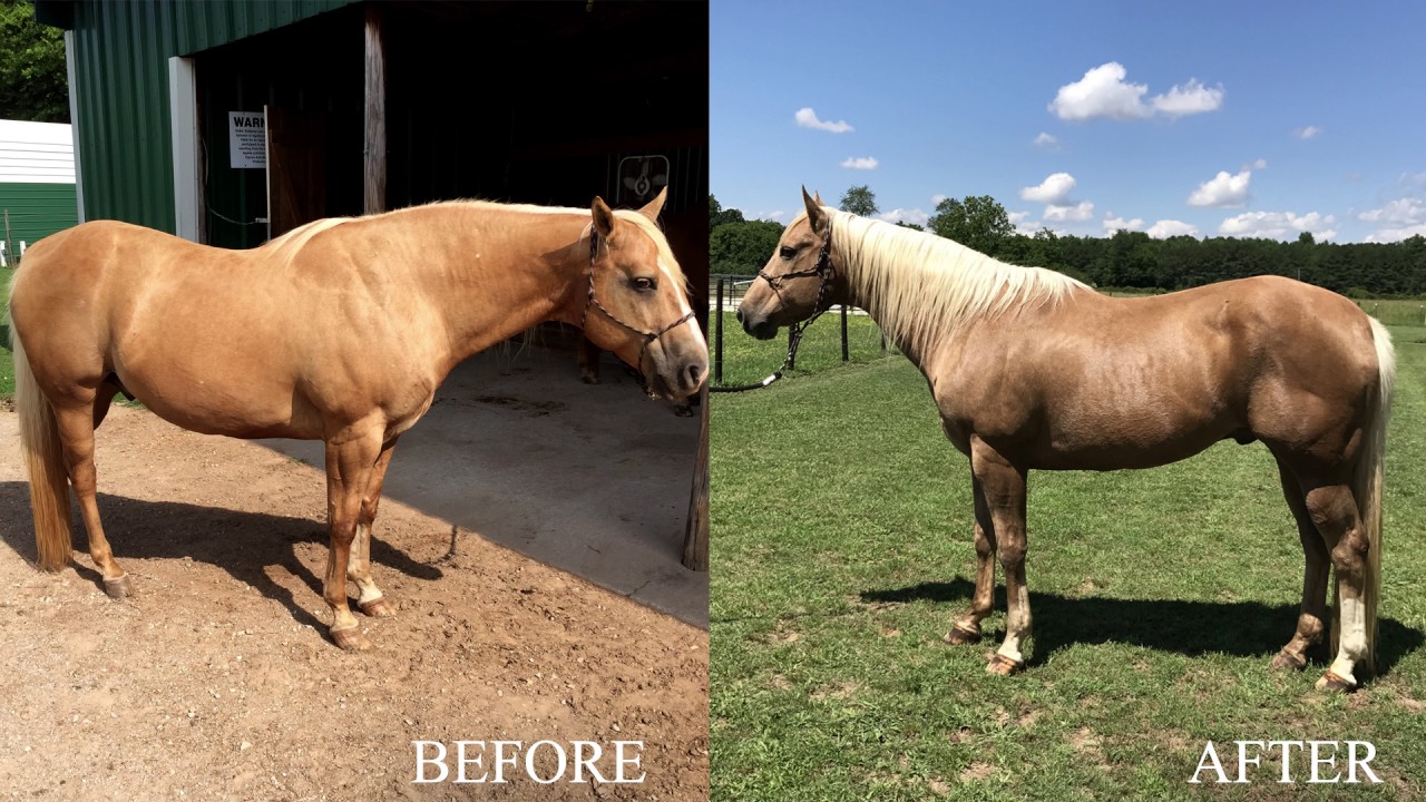 Interview: Bob Hill Discusses Feeding Program for Insulin Resistant Horse