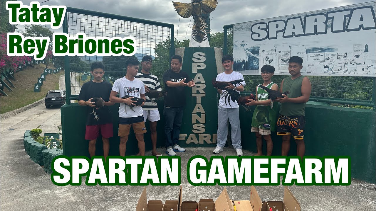 MAGANDANG LINYADA NG MANOK NI TATAY BRIONES NG SPARTAN GAMEFARM:NEGOSYO PHILIPPINES