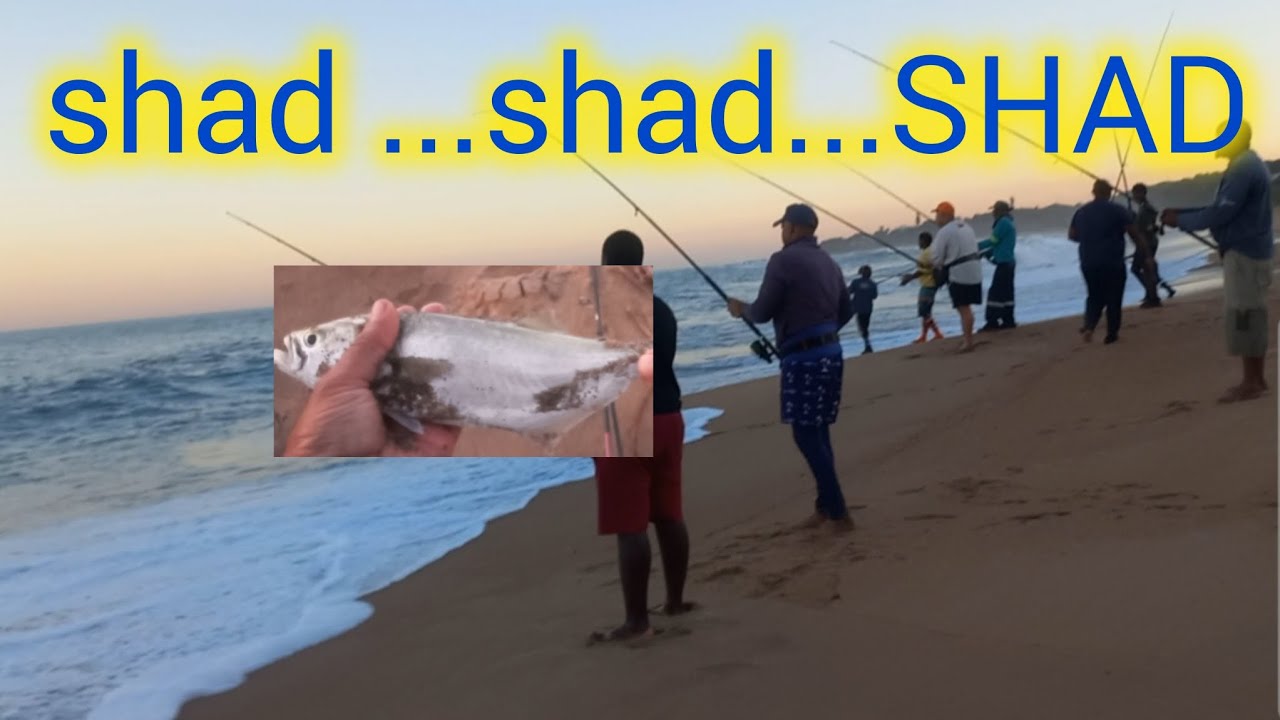 SHAD MANIA ...FISHING @Sea Park ...Portshepstone...South Africa
