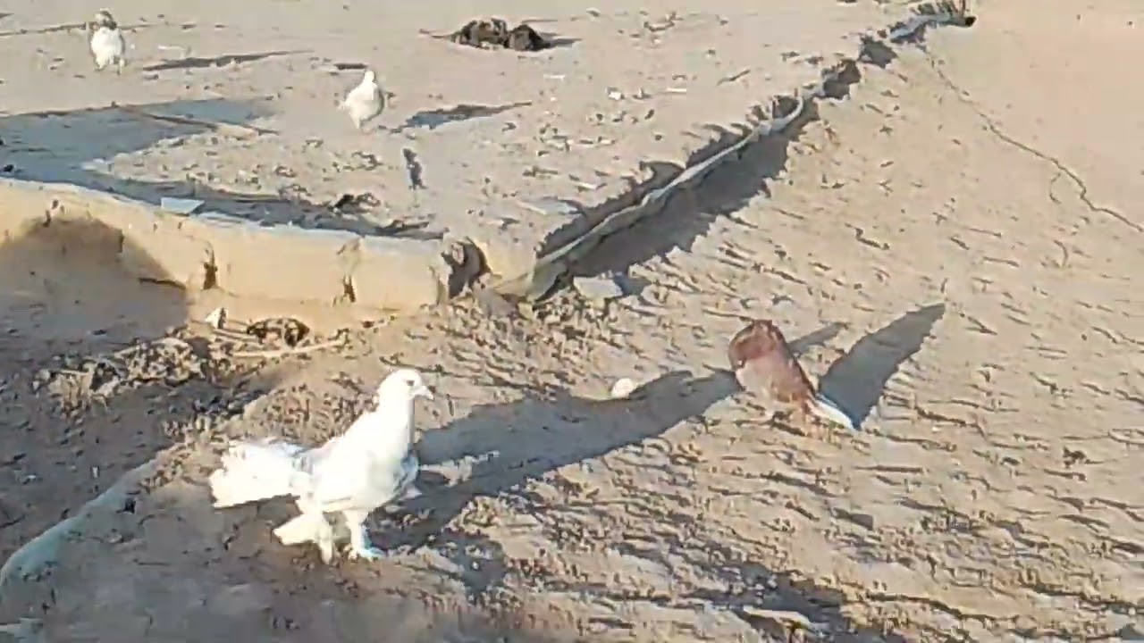 ٢٢ فبراير ٢٠٢٦