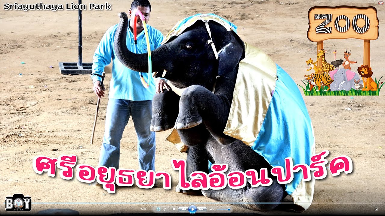 สวนสัตว์ศรีอยุธยา ไลอ้อน ปาร์ค Sriayuthaya Lion Park