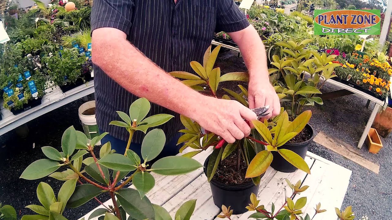 Gardening Tips: Pruning Young Vireya