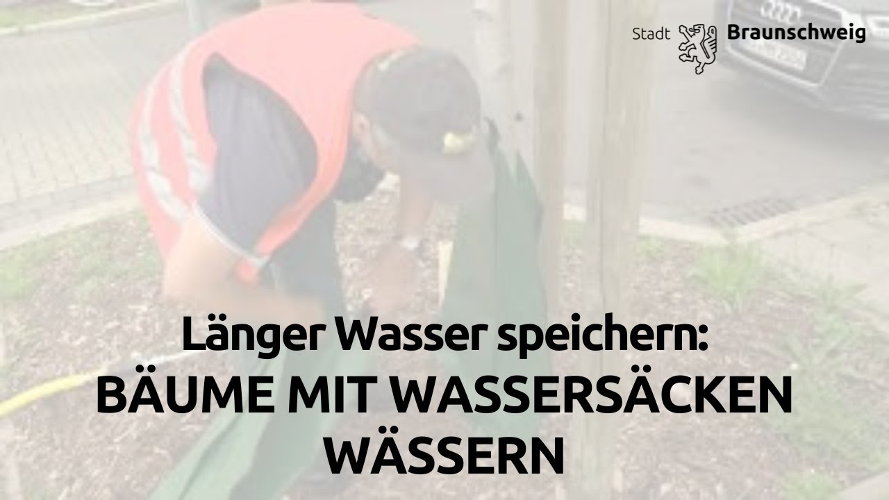 Baumbewässerung mit Wassersäcken in Braunschweig