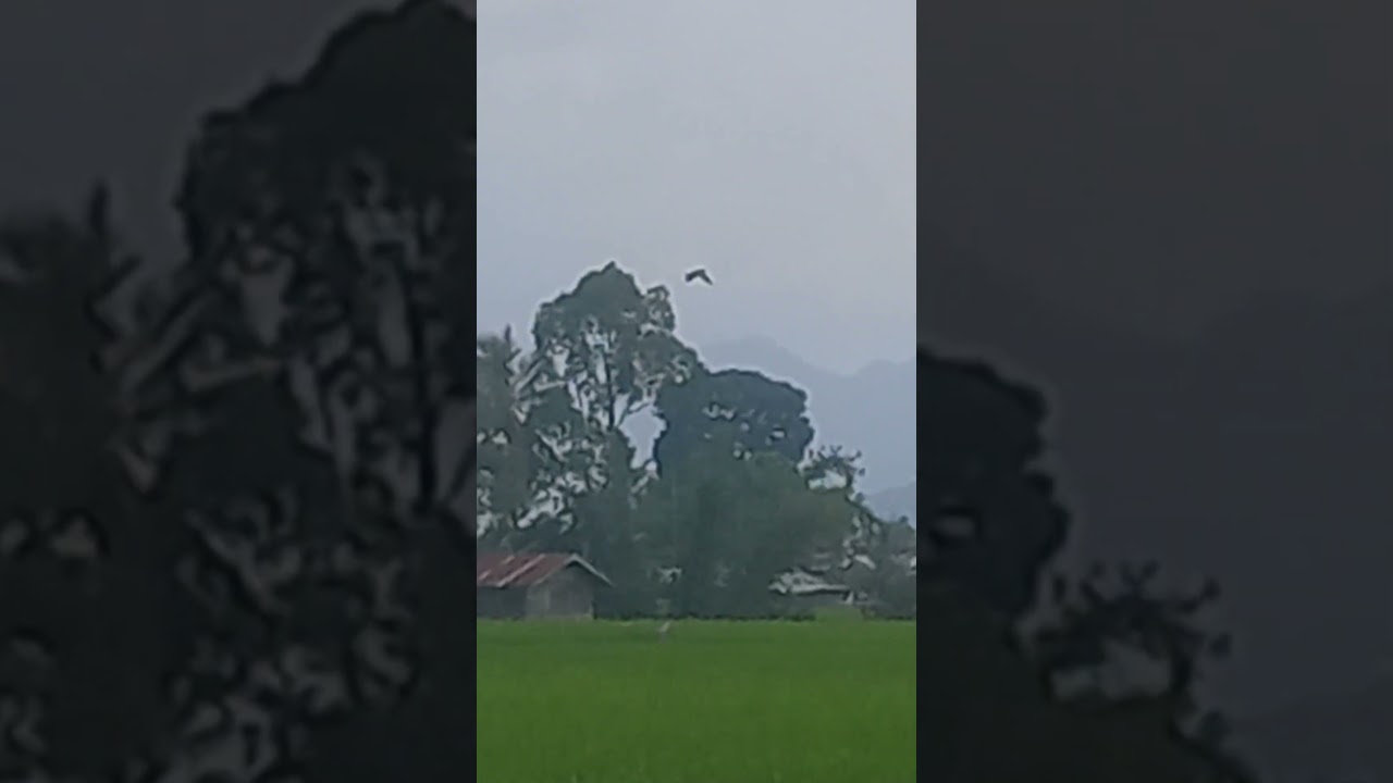 #seekor #burung terbang #cepat kearah #rimur