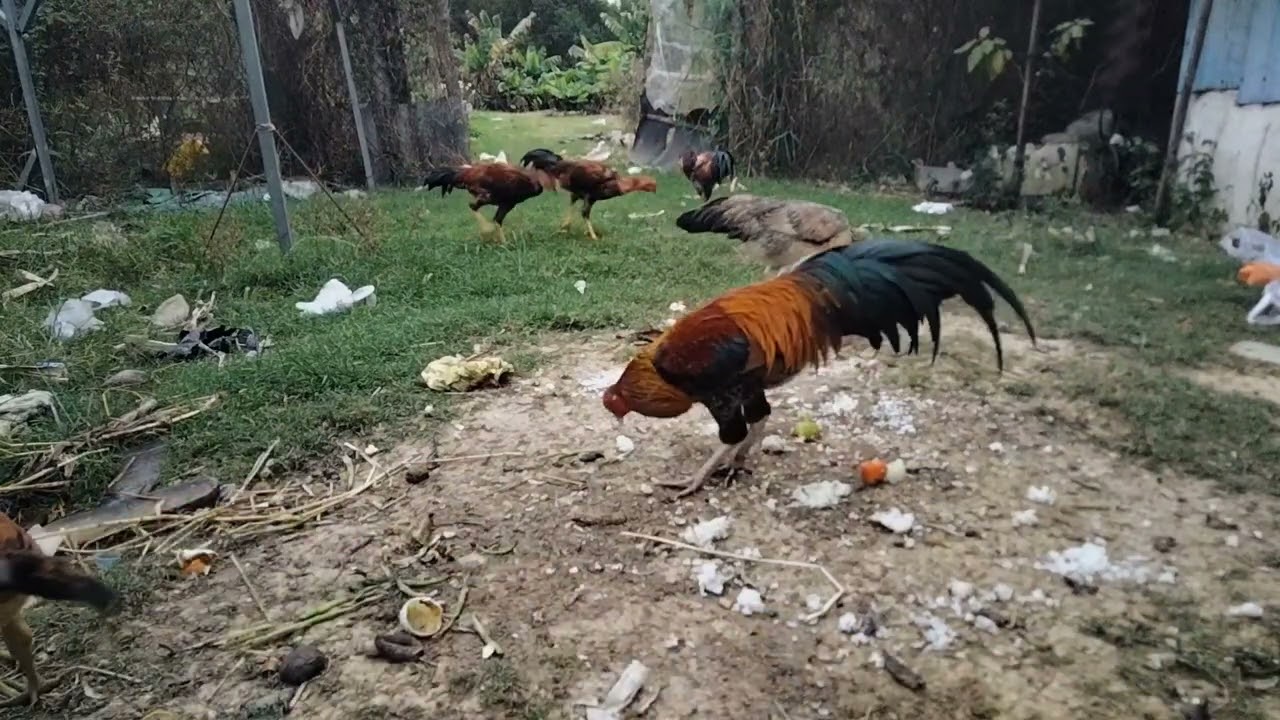 Today, I boiled chicken, carrots, and ate rice