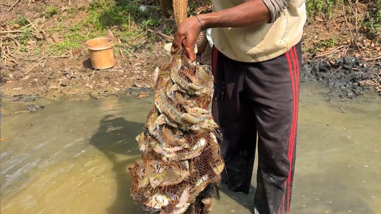 ដាក់តែ១សំណាញ ត្រីសក្បោះ នៅអូក្រោយផ្ទះ ទឹករីងនៅសល់តិចៗ /Bring the family to finding the food
