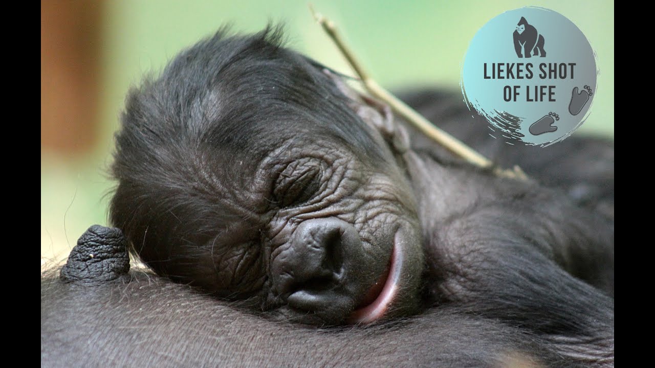 ONE DAY OLD BABY GORILLA TOUCHED BY SISTER THANDIE