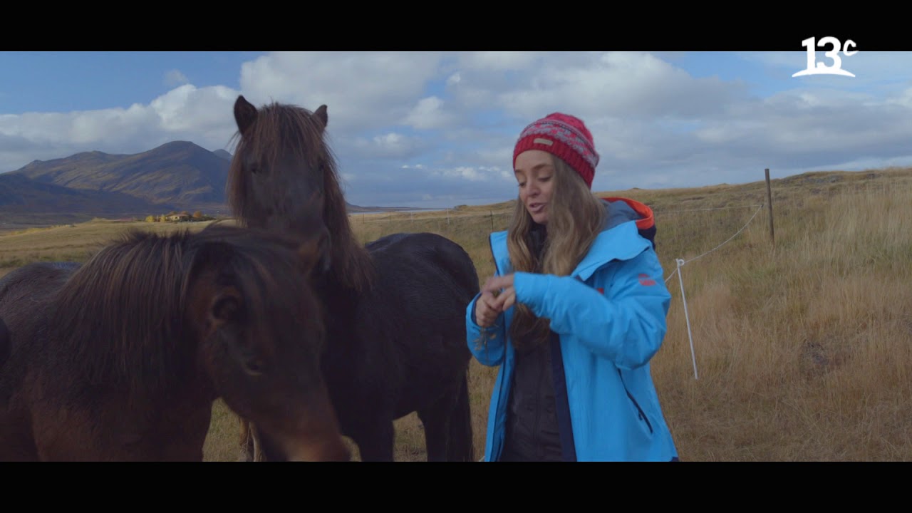 Conociendo al Caballo island&eacute;s | Islandia