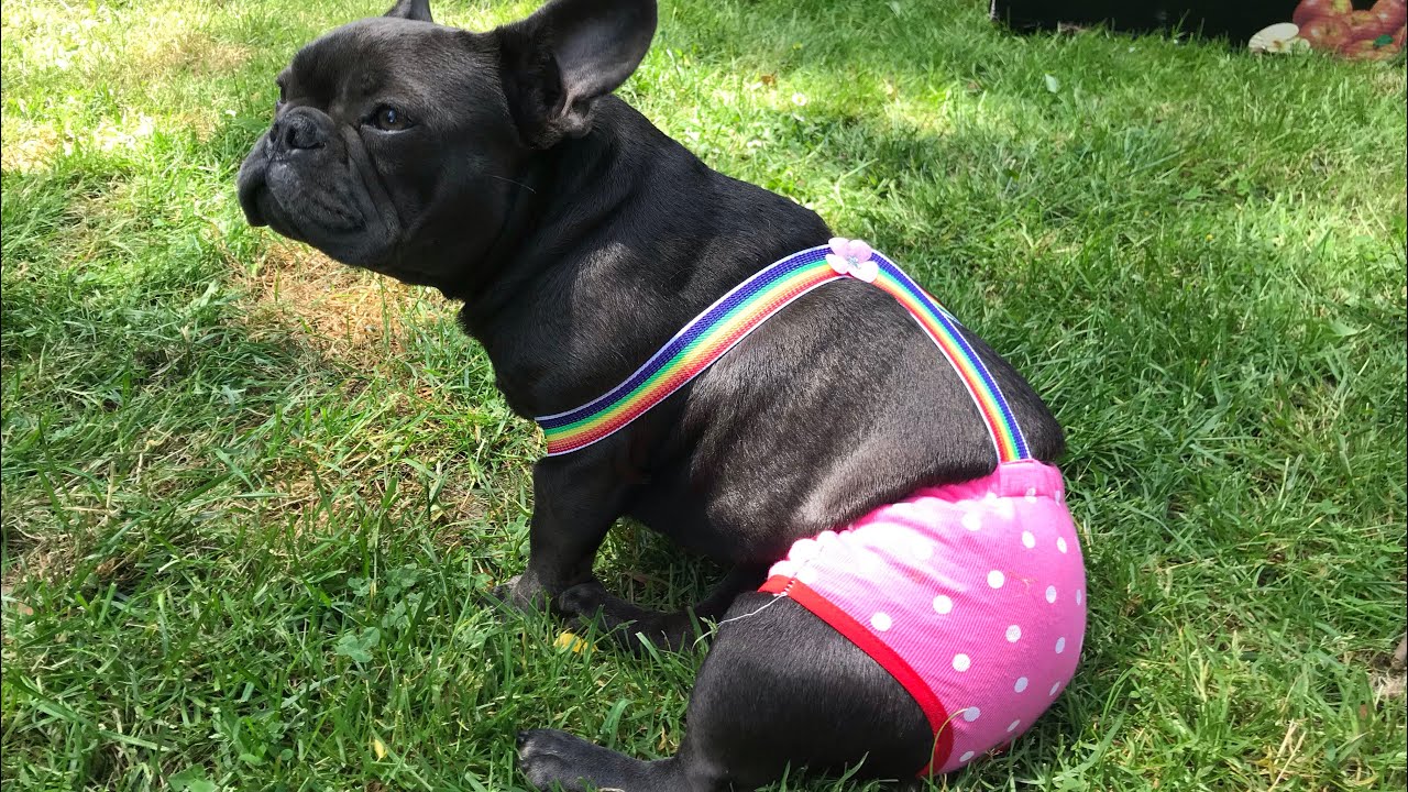 Dogs fashion 😂 pants review