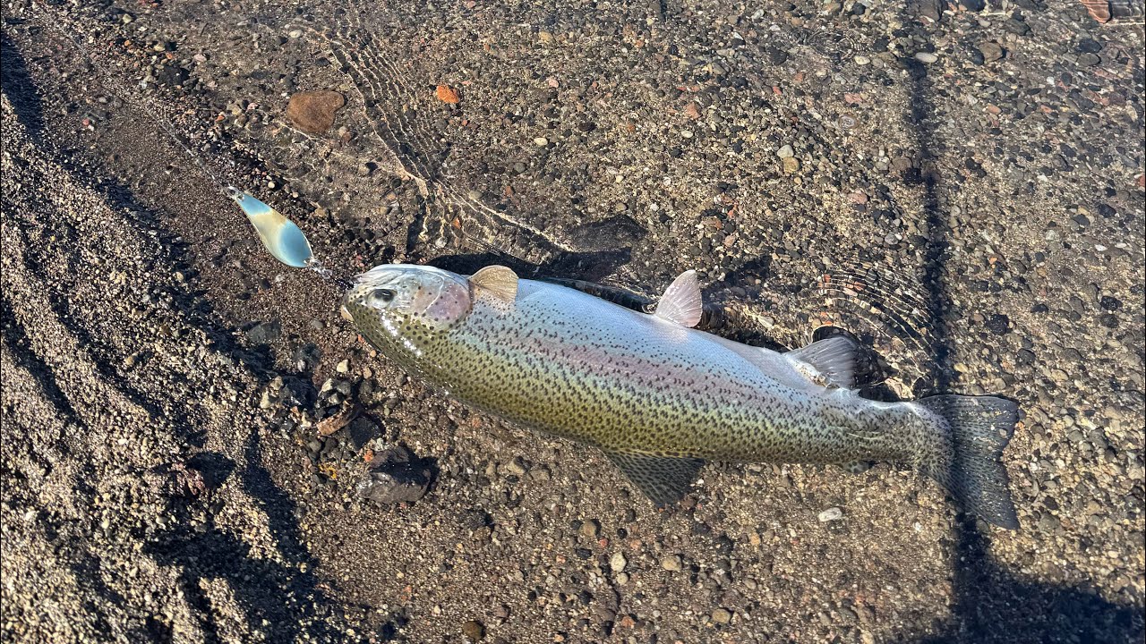 PESCA LAGUNA DEL MAULE DÍA MARTES 29/ABRIL/2025 ,, MUCHOS PIKES ,