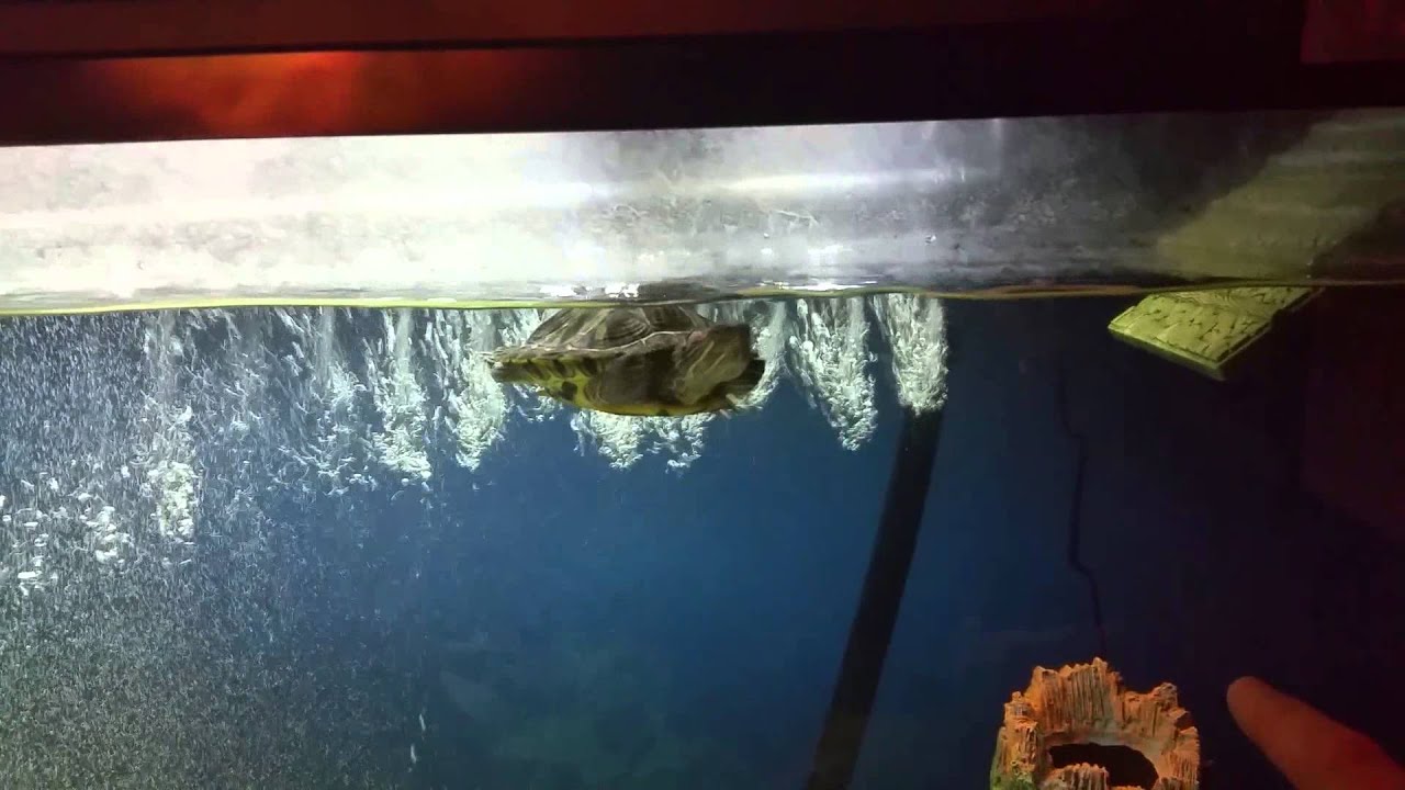 55 gallon with turtle topper