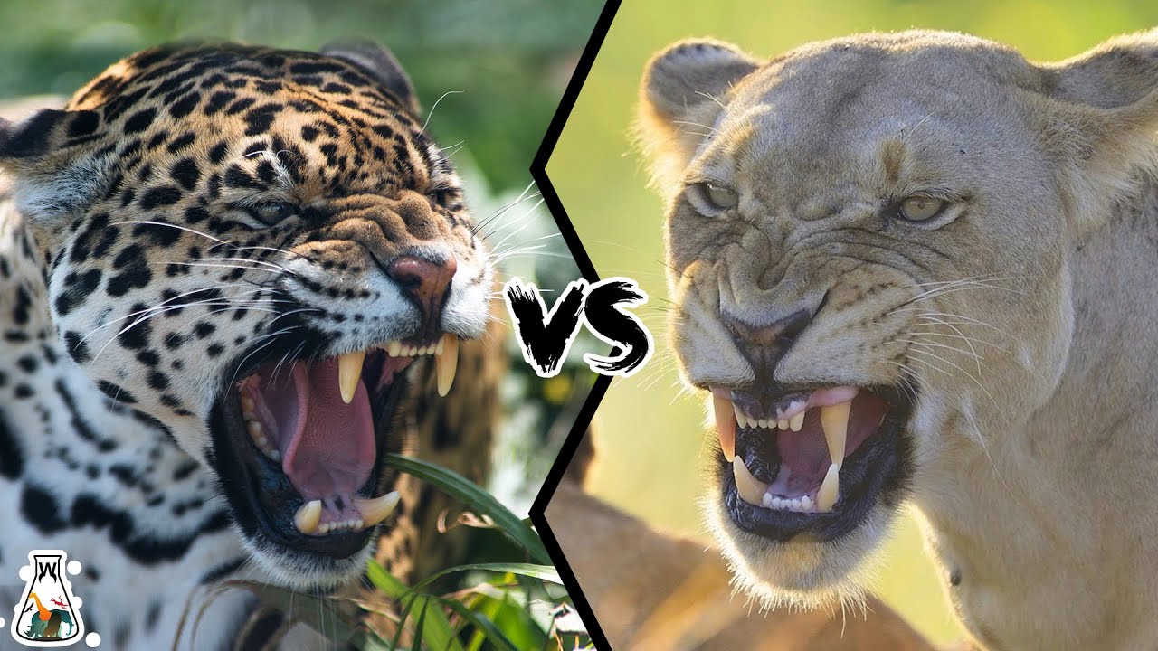 JAGUAR VS LIONESS -  If They Fought, Who Would Win?