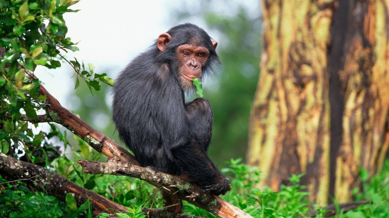 Monkeys: Exploring the World of Monkeys
