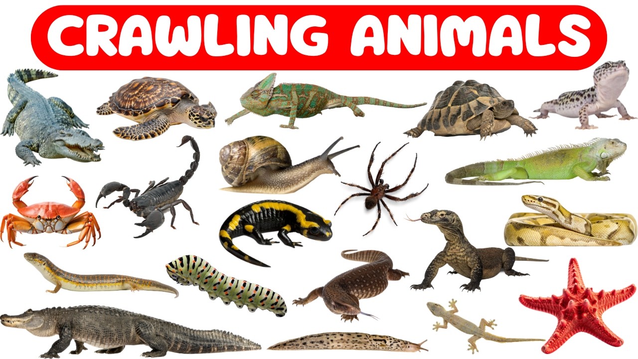 Learn Crawling Animals Names for Kids | Reptiles & Creeping Animals for Toddlers, Preschoolers, Kids