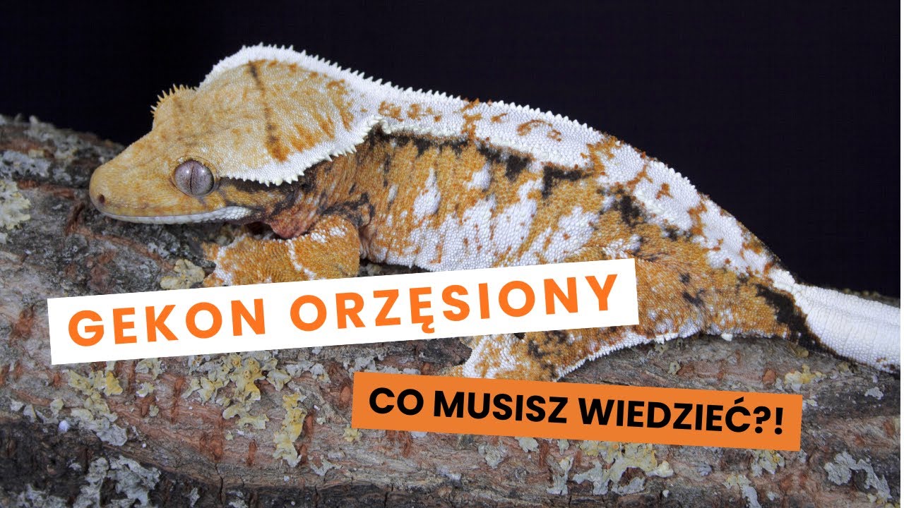 Gekon orzęsiony - podstawy - wszystko co musisz wiedzieć na start (cz. 2)