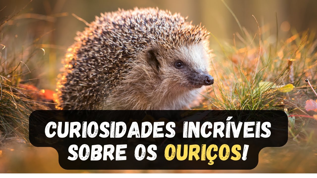OURI&Ccedil;OS / CONHE&Ccedil;A 12 CURIOSIDADES E SAIBA COMO VIVEM OS OURI&Ccedil;OS
